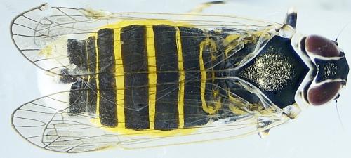 Hyalesthes obsoletus